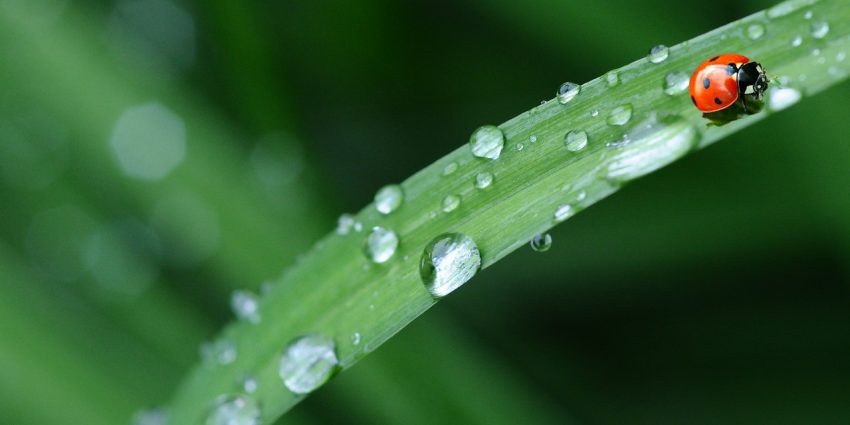 Warum Grün mehr als nur eine Farbe ist